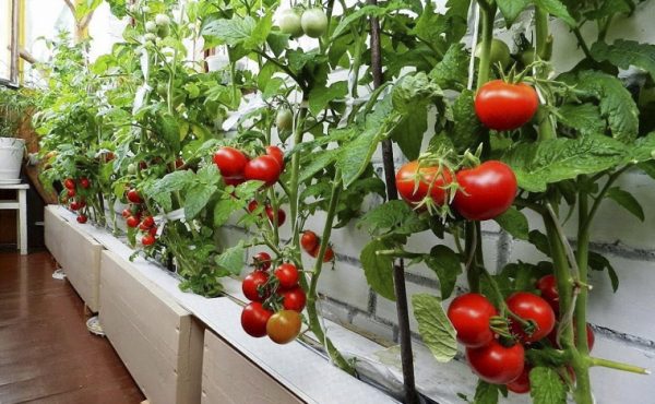 Huerta en balcón, patio, terraza o jardín