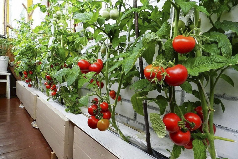 Huerta en balcón, patio, terraza o jardín