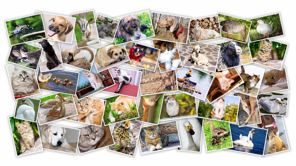 2° Concurso de Fotografía “Ser Feliz” – Mascotas