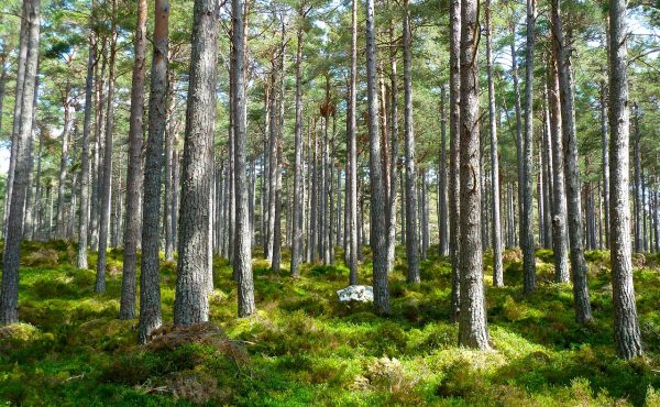 Continúa abierta la inscripción para el Seminario de Formación Ambiental