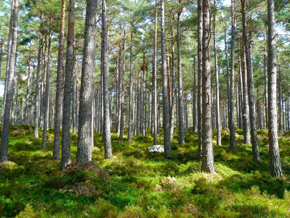 Continúa abierta la inscripción para el Seminario de Formación Ambiental